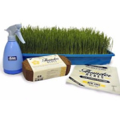 Wheatgrass growing kit
